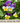 Johnny Jump-Up Violas Seed Pod