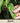 Basil Seed Pod