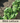 Bibb Lettuce Seed Pod