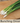 Bunching Onion Seed Pod