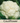 Cauliflower Seed Pod