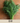 Dill Seed Pod
