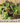 Gourmet Lettuce Mix Seed Pod