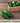 Jalapeno Pepper Seed Pod