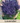 Lavender Seed Pod
