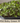 Mild Baby Green Mix Seed Pod