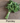 Parsley Seed Pod
