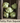 Patty Pan Squash Seed Pod