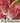 Pink Radicchio Seed Pod