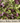 Spicy Baby Green Mix Seed Pod