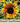 Sunflower (dwarf) Seed Pod